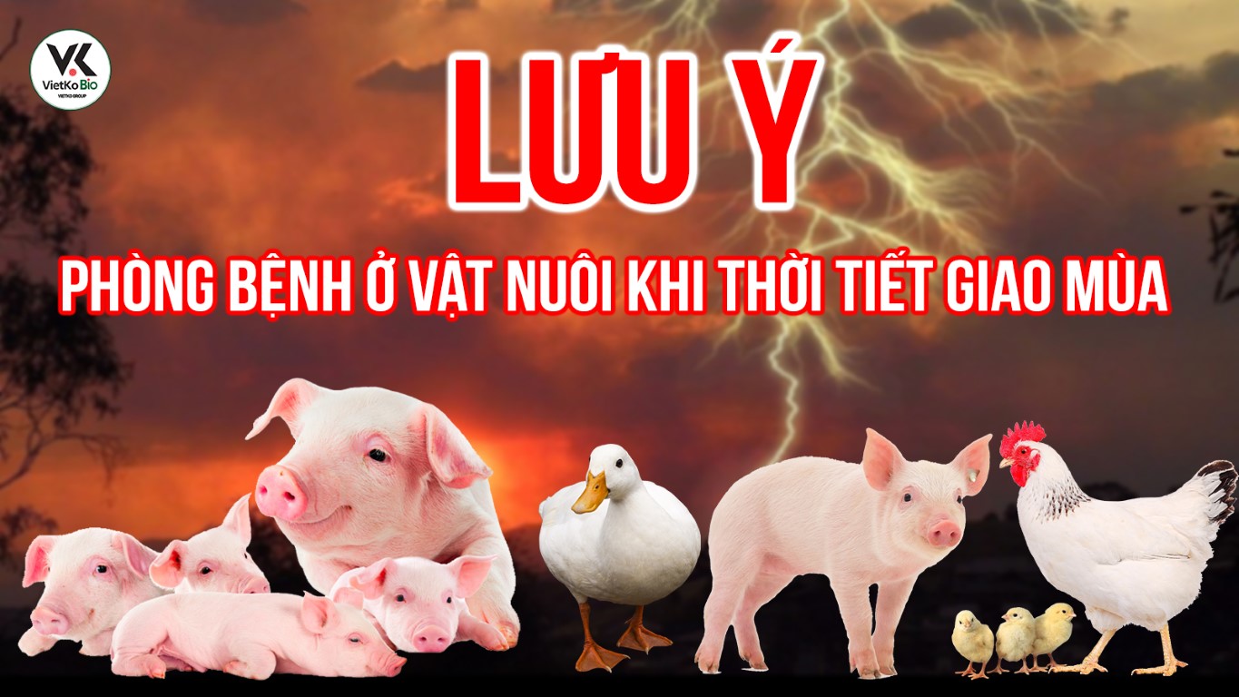 Những lưu ý phòng bệnh ở vật nuôi khi thời tiết giao mùa