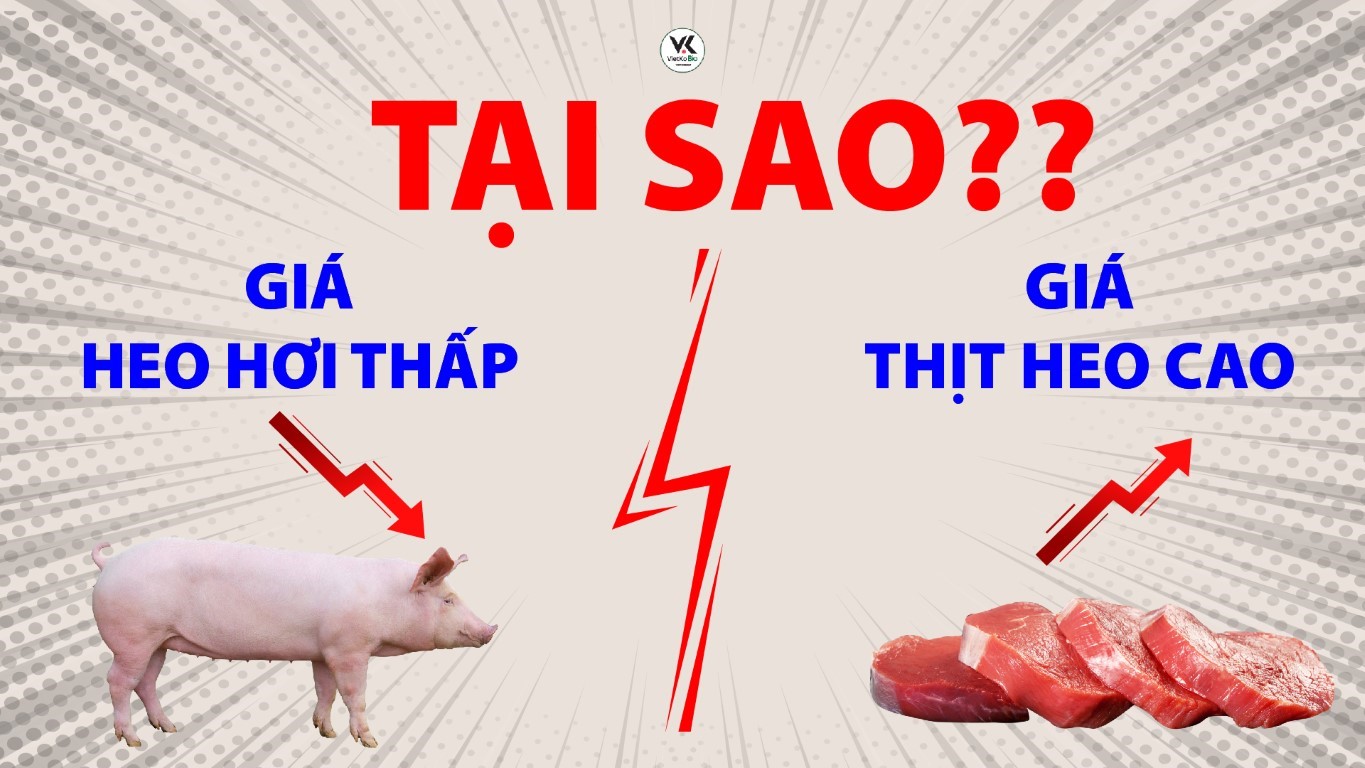 Tại sao giá heo hơi thấp nhưng người tiêu dùng vẫn mua thịt heo giá cao?