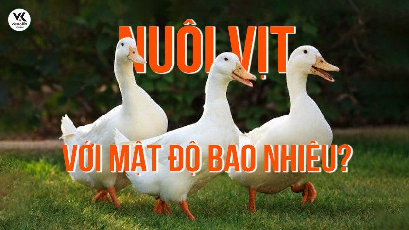 Nuôi vịt với mật độ như thế nào là phù hợp?