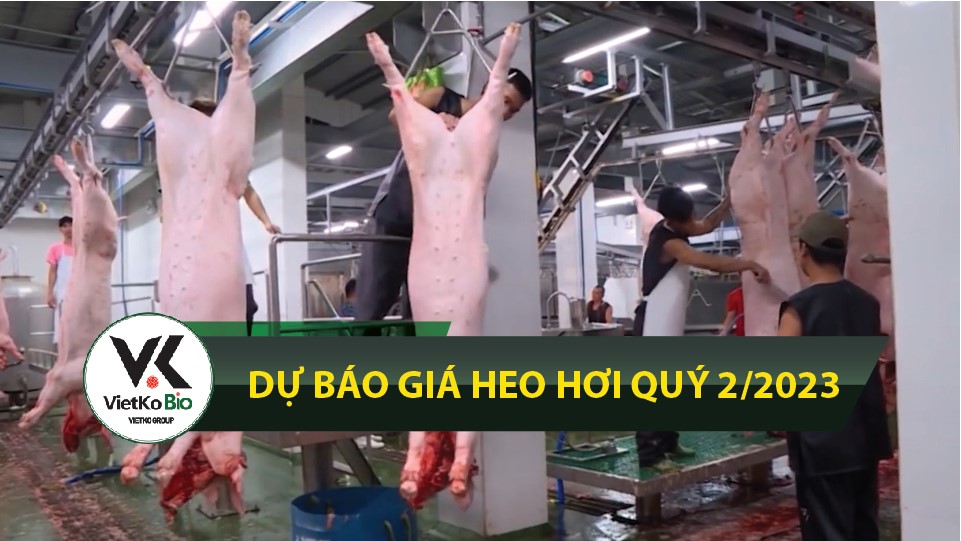 Dự báo giá heo hơi quý 2.2023