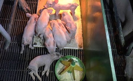 7-bien-phap-han-che-heo-de-chet-heo-con-sinh-003