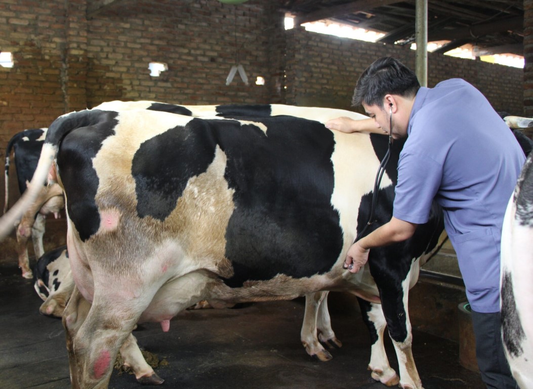 Chủ động phòng bệnh cho vật nuôi vụ xuân hè