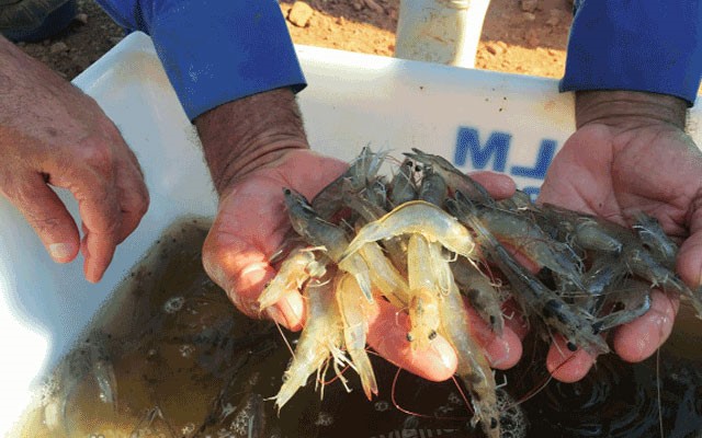 Axit-amin-tinh-chat-trong-thuc-an-thuy-san-vietko-bio