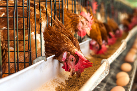 Biện pháp phòng tránh hội chứng giảm đẻ trên gà