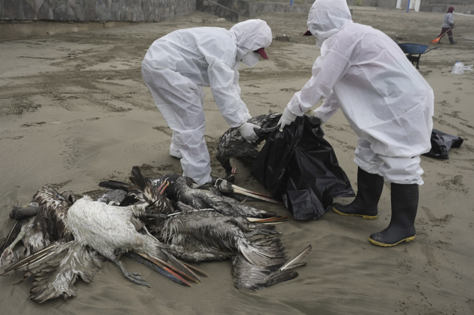 Các loại cúm A từ gia cầm lây sang người