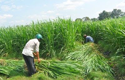 Cách trồng và chăm sóc cỏ voi