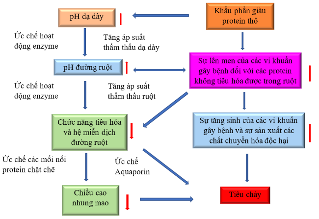 Cơ chế gây tiêu chảy