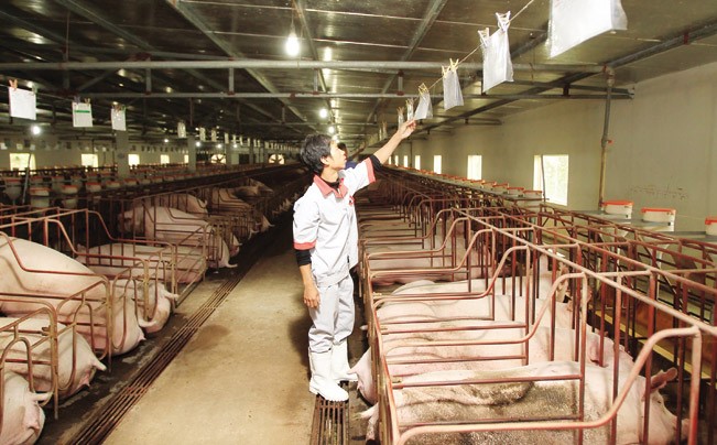 Cac-trang-trai-chan-nuoi-lo