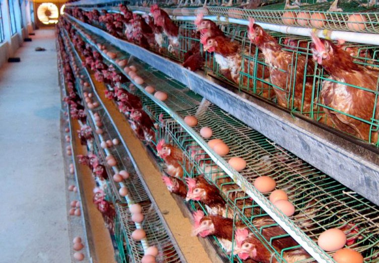 Chế độ dinh dưỡng cho gà sinh sản