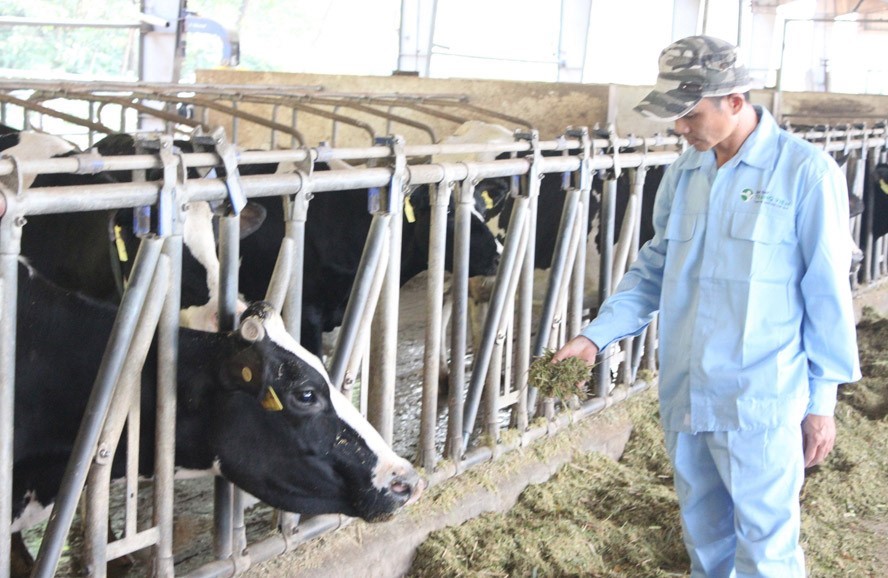 Cham-soc-bo-sua-o-mot-trang