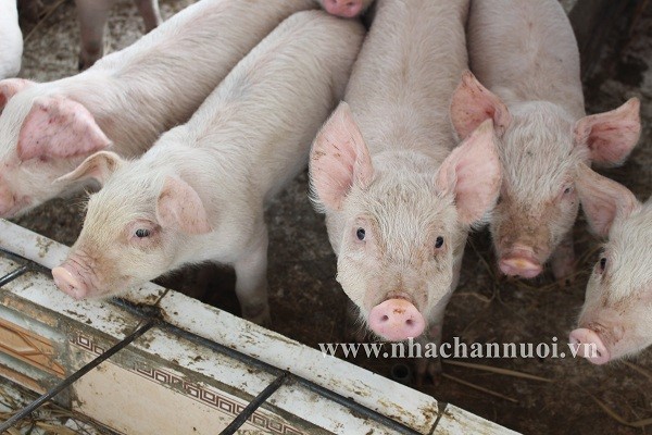 Chan-nuoi-lon-nhachannuoi.vn-1