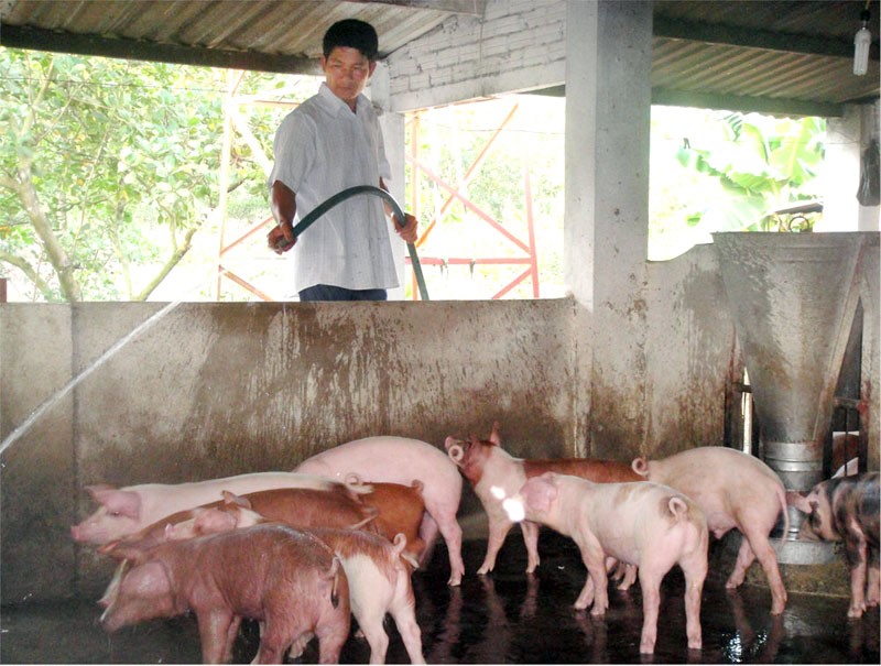 Hỗ trợ nông dân tái đầu tư chăn nuôi