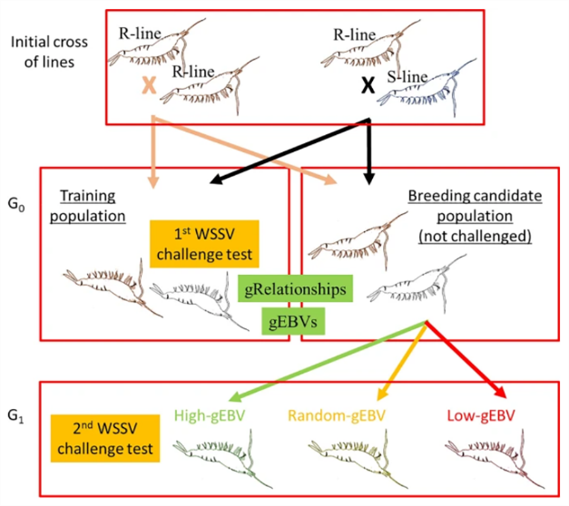 Hội-chứng-đốm-trắng-1 (1)