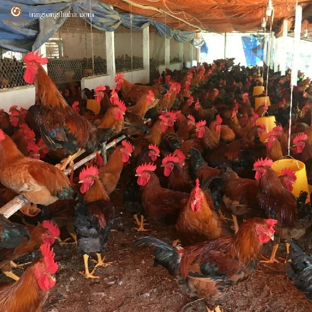 Kỹ thuật nuôi gà Mía và phòng bệnh bằng thảo dược