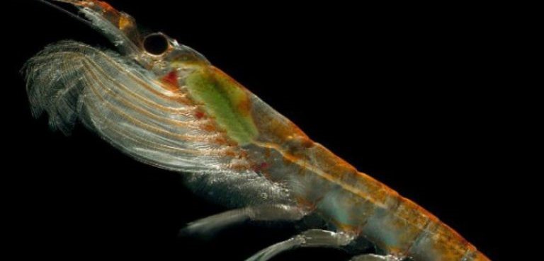 KRILL-MOST-EFFECTIVE-GROWTH-ENHANCER-1-768x369