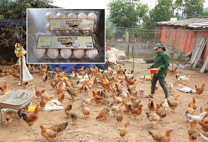 Lien-ket-cn-ga-Tien-Vien