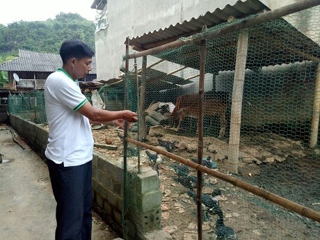 Mô hình chăn nuôi nhỏ hiệu quả cao