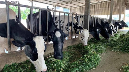 Mô hình sản xuất thức ăn TMR chăn nuôi bò sữa