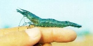 Bệnh đóng rong ở tôm.