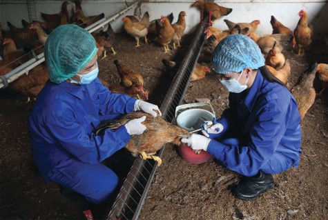 NHỮNG LƯU Ý PHÒNG BỆNH Ở VẬT NUÔI KHI THỜI TIẾT GIAO MÙA