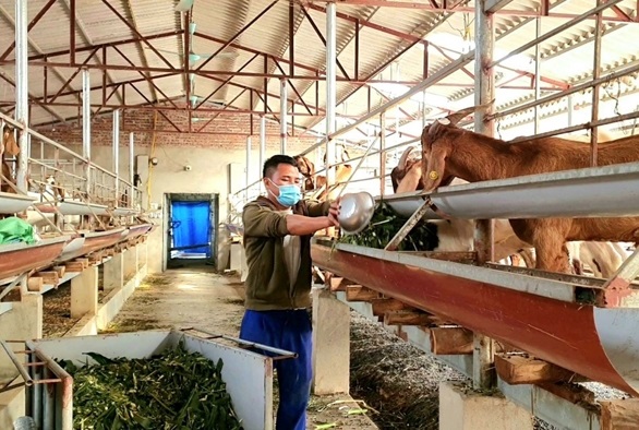 Hiệu quả mô hình nuôi dê Boer nhốt chuồng