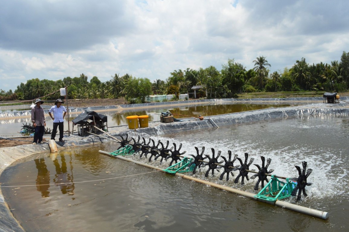 Người nuôi tôm ở vùng Bán đảo Cà Mau - ảnh XT