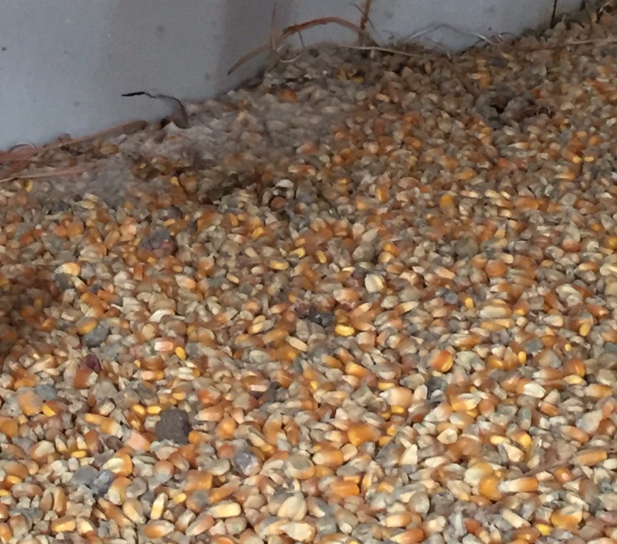 Mối liên kết giữa nội độc tố và độc tố nấm mốc