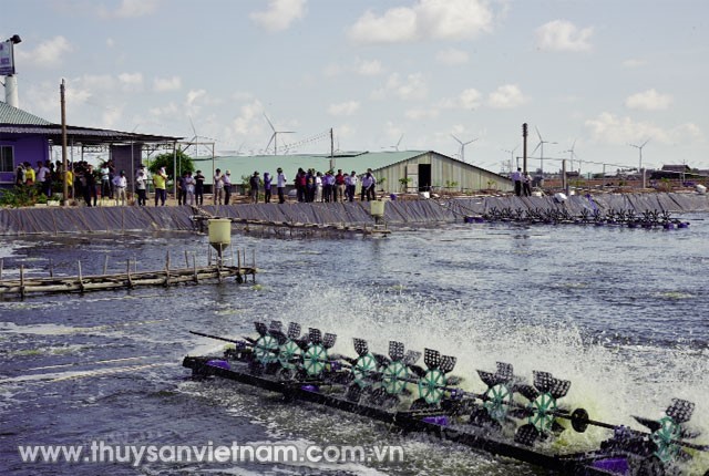 Nuoi-tom-tham-canh-hieu-qua-02