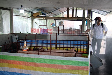 Hậu Giang: Diện tích chăn nuôi của trên 28.400 hộ dân đã được phun khử trùng