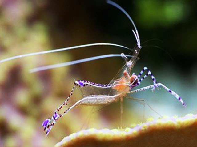 Tôm Pederson - periclimenes-pedersoni