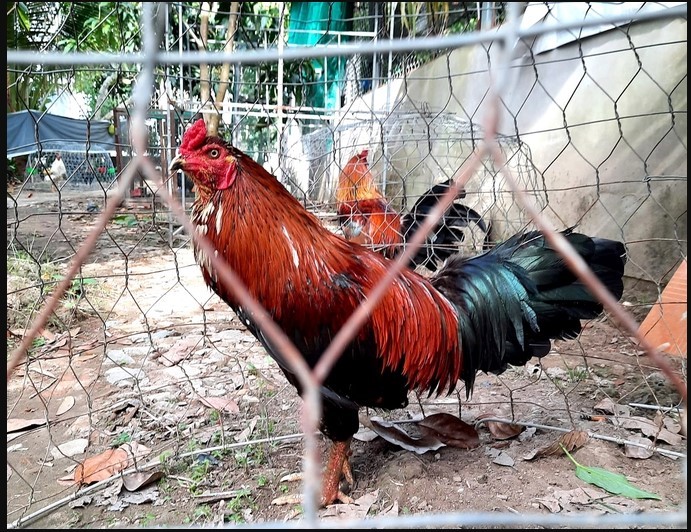 Tỷ lệ tiêm phòng cúm gia cầm thấp dưới 10% tại nhiều địa phương