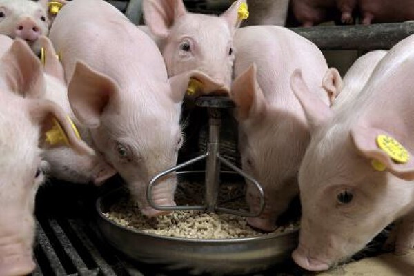 3 chiến lược kiểm soát chi phí thức ăn chăn nuôi 1