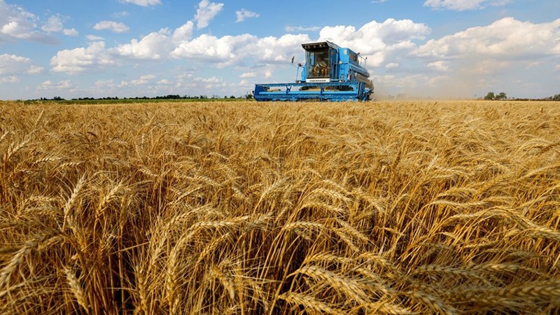 Giải pháp ngắn hạn để tự chủ nguồn nguyên liệu thức ăn chăn nuôi