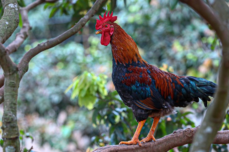 Mô hình nuôi gà bằng sâm đất giúp nông dân kiếm nửa tỷ mỗi năm