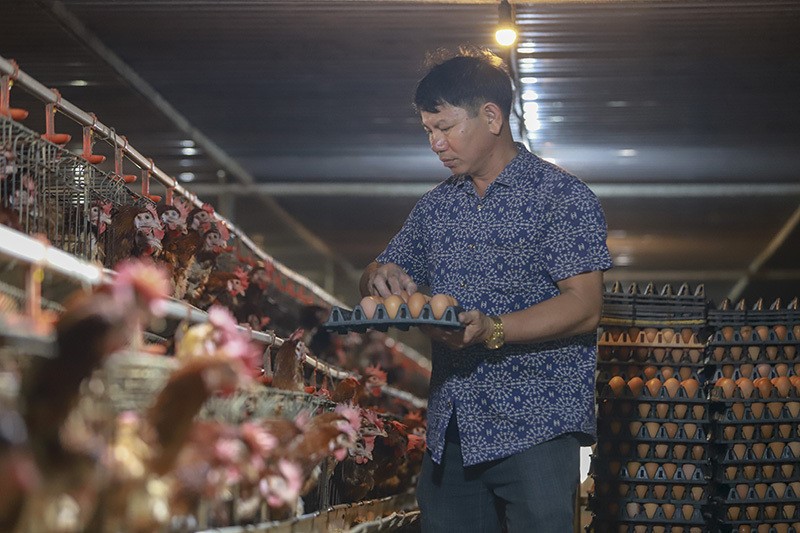 Tín hiệu vui cho người chăn nuôi khi giá TĂCN đã giảm sau 17 lần tăng trong 2 năm qua