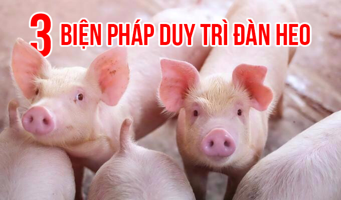 3 BIỆN PHÁP DUY TRÌ ĐÀN HEO KHI CHĂN NUÔI KHÓ KHĂN