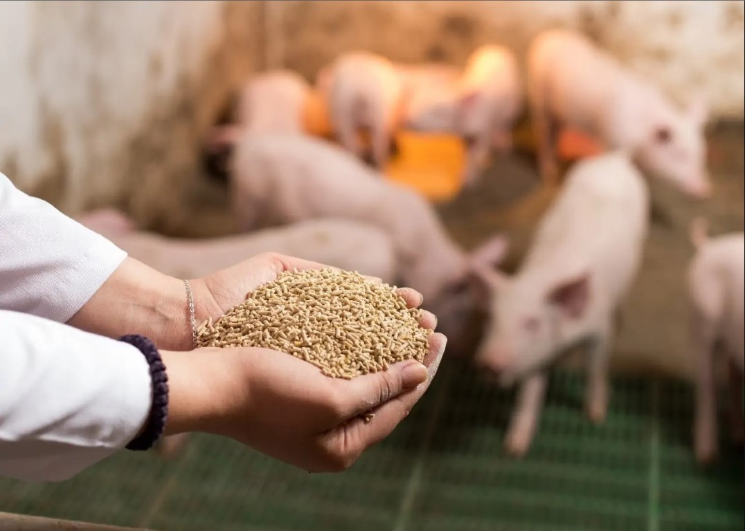 Thức ăn chăn nuôi giảm giá bán