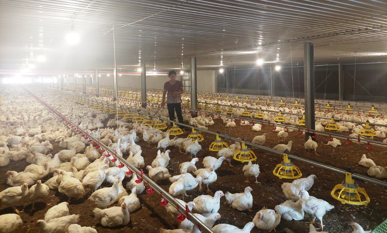 Vì sao người chăn nuôi gia cầm trong nước đang thua lỗ