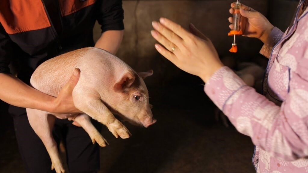 lịch tiêm vaccine cho heo con 2 