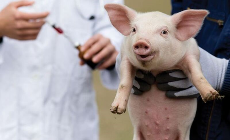 lịch tiêm vaccine cho heo con