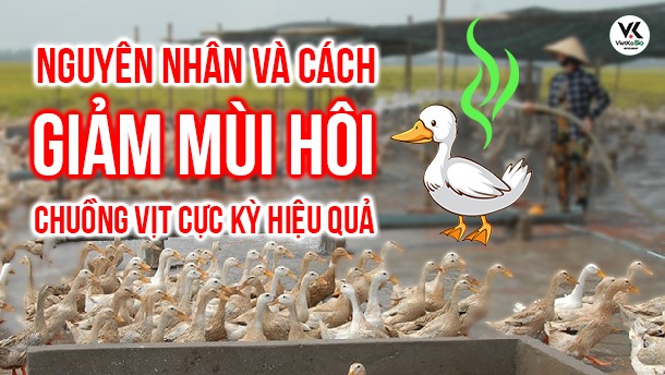 NGUYÊN NHÂN VÀ CÁCH GIẢM MÙI HÔI CHUỒNG VỊT CỰC KỲ HIỆU QUẢ 