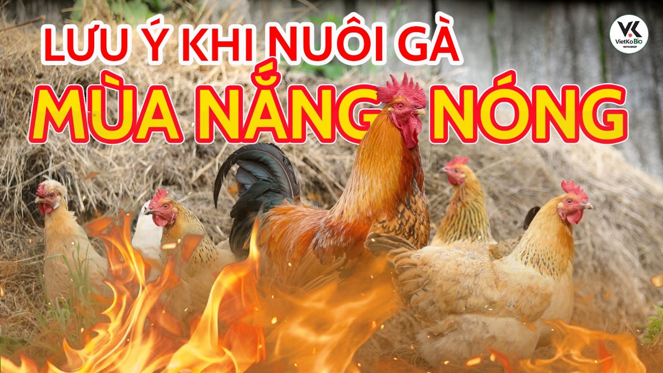 NHỮNG LƯU Ý KHI NUÔI GÀ MÙA NÓNG