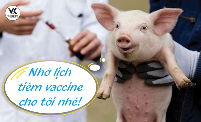 LỊCH TIÊM VACCINE CHO HEO CON ĐẢM BẢO AN TOÀN HIỆU QUẢ