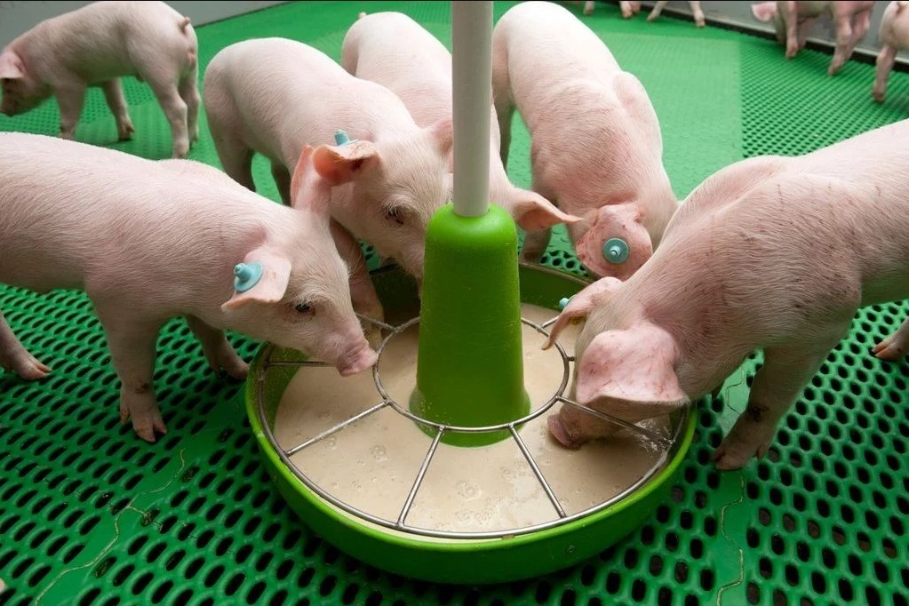 3 chiến lược dinh dưỡng khả thi để duy trì sự tăng trưởng của heo trong thời gian bị stress nhiệt