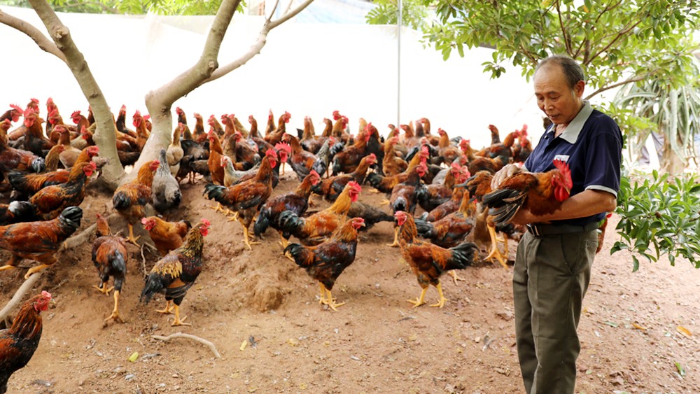 5 GIẢI PHÁP GIÚP THÚC ĐẨY CHĂN NUÔI GÀ HIỆU QUẢ