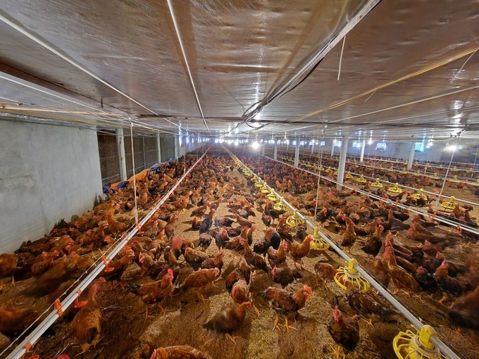 Cắt điện liên tục gây khó khăn cho sản xuất chăn nuôi