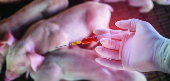 Chăn nuôi lợn tại Anh đã vượt qua mục tiêu giảm 30% tổng lượng kháng sinh sử dụng.