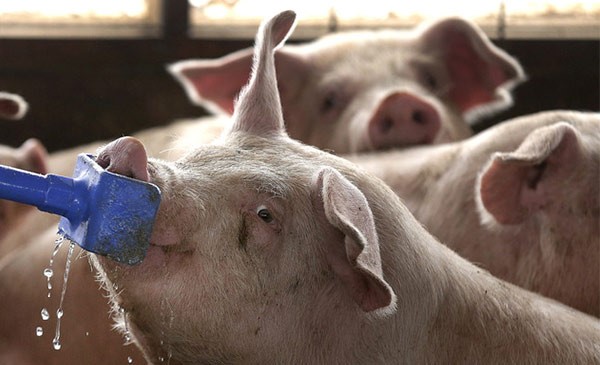 Heo cần uống bao nhiêu nước 1 ngày và làm sao cung cấp đủ nước cho heo