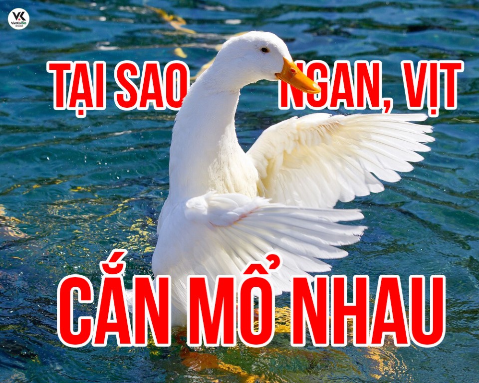 Tại sao ngan, vịt có hiện tượng mổ cắn nhau