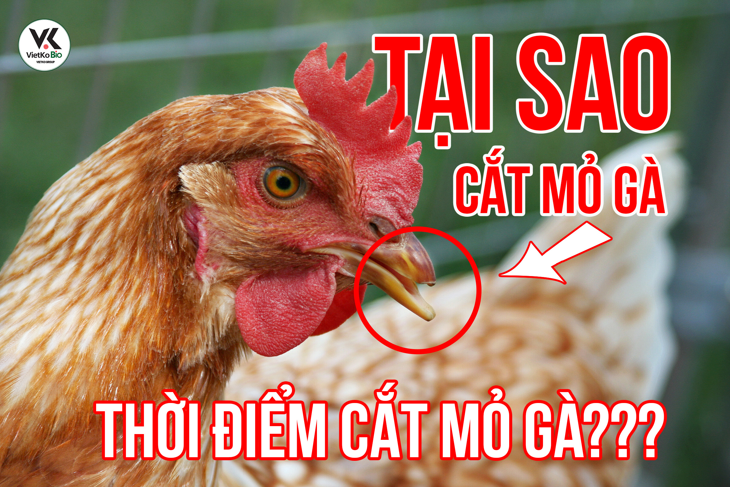 Tại sao phải cắt mỏ gà và thời điểm cắt mỏ gà hợp lý là khi nào?